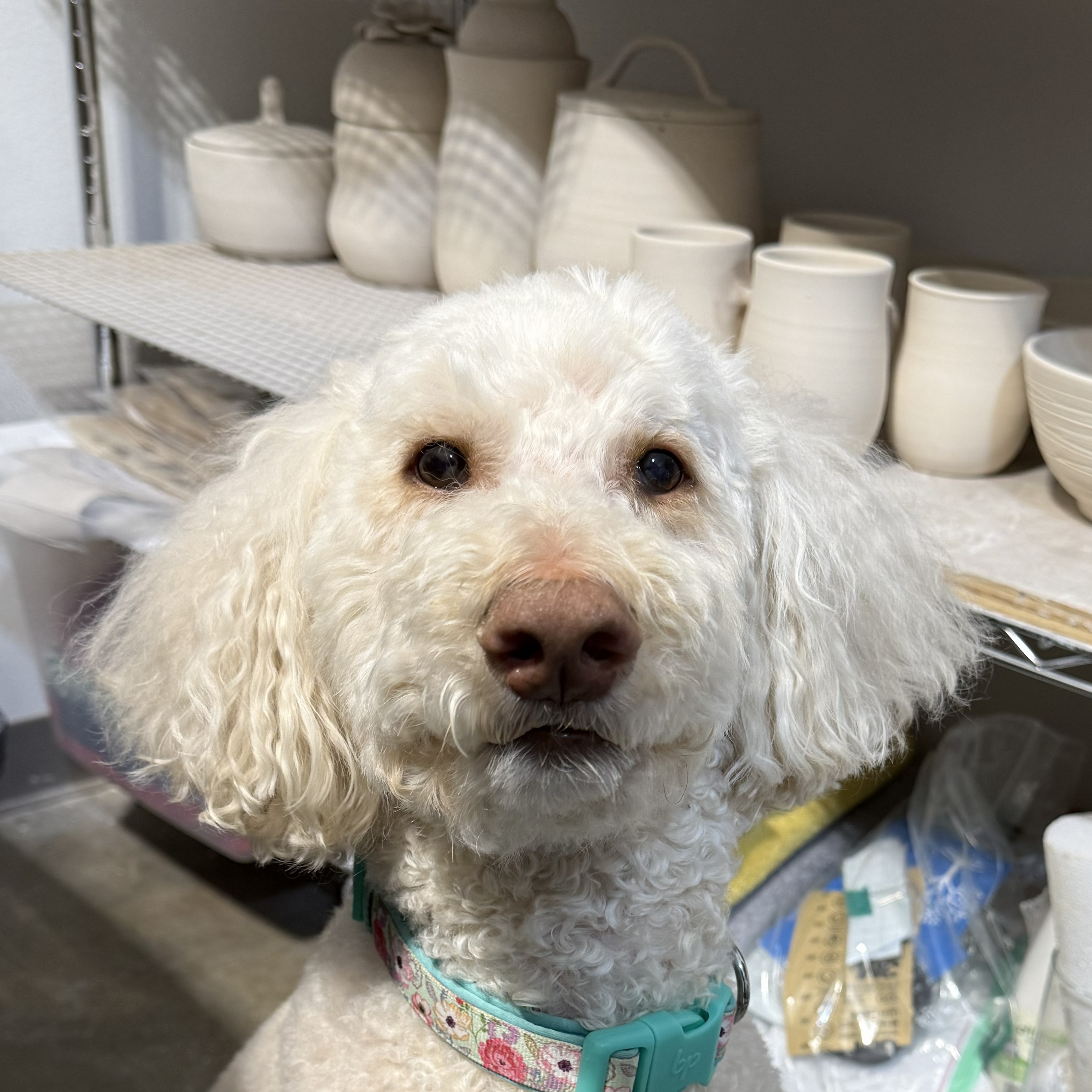 Piper, Stone Fire Studio Chief Operating Officer